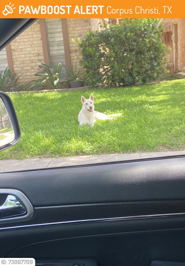Found/Stray Unknown Dog last seen Cimmaron, Corpus Christi, TX 78414