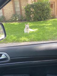 Found/Stray Unknown Dog last seen Cimmaron, Corpus Christi, TX 78414
