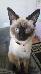 Reunited Female Cat last seen Toynbee road , Bristol City, England BS4
