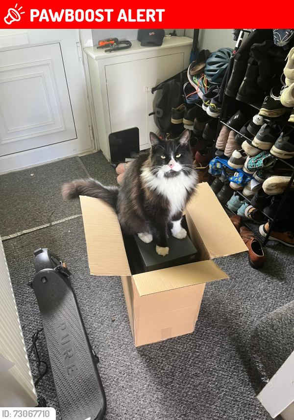 Lost Male Cat last seen Rousham Road, Eastville, England BS5 6XJ