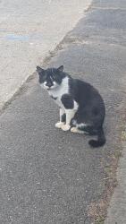 Lost Male Cat last seen Near Cedar Grove Pkwy, Cedar Grove, NJ 07009, Cedar Grove, NJ 07009