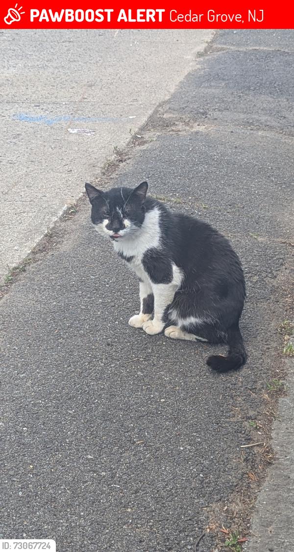 Lost Male Cat last seen Near Cedar Grove Pkwy, Cedar Grove, NJ 07009, Cedar Grove, NJ 07009