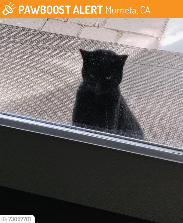 Found/Stray Male Cat last seen Adams, Murrieta, CA 92562