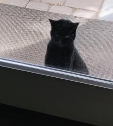 Found/Stray Male Cat last seen Adams, Murrieta, CA 92562