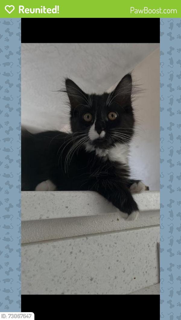 Reunited Female Cat last seen Near E Tiger Ave, Post Falls, ID 83854, USA, Post Falls, ID 83854