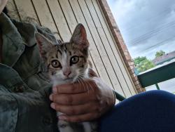 Found/Stray Male Cat last seen Southpark mall area, San Antonio, TX 78224