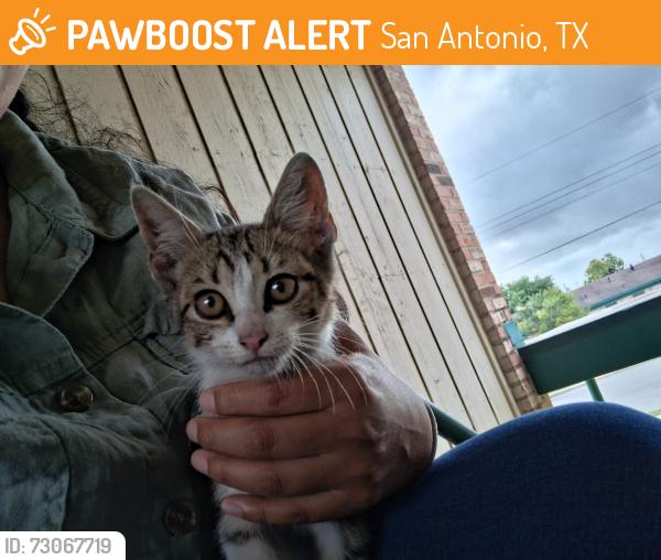 Found/Stray Male Cat last seen Southpark mall area, San Antonio, TX 78224