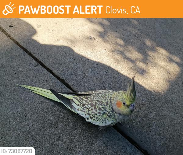 Found/Stray Unknown Bird last seen Bullard & Villa, Clovis, CA 93612