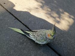 Found/Stray Unknown Bird last seen Bullard & Villa, Clovis, CA 93612