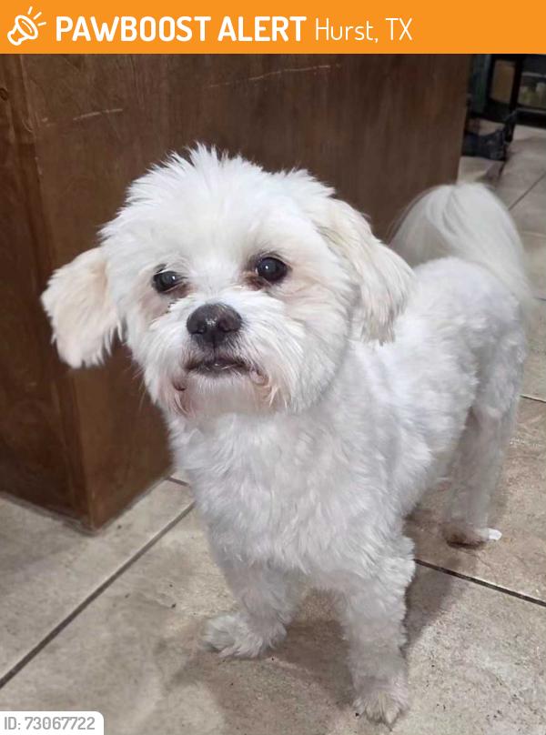Found/Stray Male Dog last seen Trinity Lake, Hurst, TX 76053