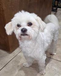 Found/Stray Male Dog last seen Trinity Lake, Hurst, TX 76053