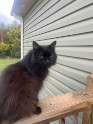 Lost Female Cat last seen Could be near Seven Cedars Rd in Statesville off of Bethesda Rd off of HWY 70, Harmony, NC 28634