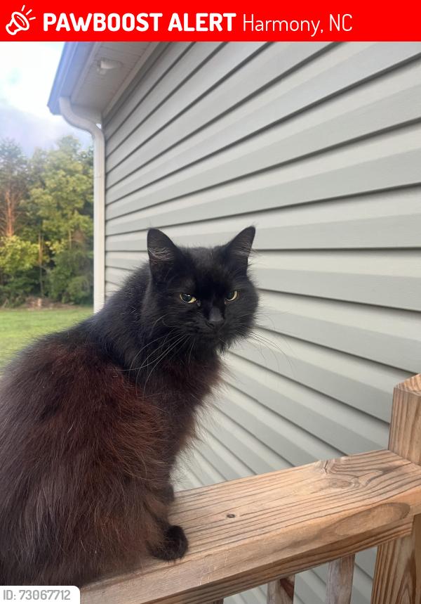 Lost Female Cat last seen Could be near Seven Cedars Rd in Statesville off of Bethesda Rd off of HWY 70, Harmony, NC 28634
