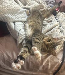Reunited Female Cat last seen mayfield church, Chesterland, OH 44026