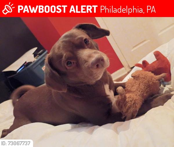 Lost Male Dog last seen Queen ave, Philadelphia, PA 19144