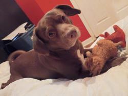 Lost Male Dog last seen Queen ave, Philadelphia, PA 19144