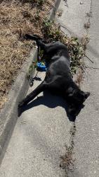 Found/Stray Unknown Dog last seen Heading to los amigos rd, Before the turn into new song church , Windsor, CA 95492