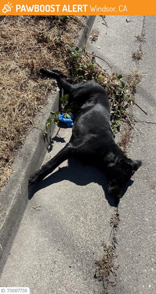 Found/Stray Unknown Dog last seen Heading to los amigos rd, Before the turn into new song church , Windsor, CA 95492