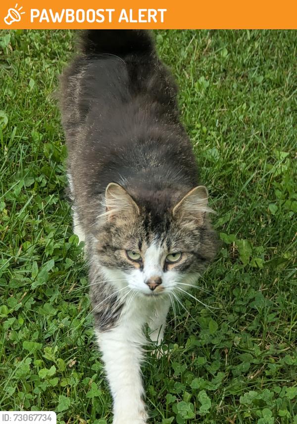 Found/Stray Unknown Cat last seen Near Gil Sutherland Road Balmoral Mills Nova Scotia, Balmoral Mills, NS B0K 1V0