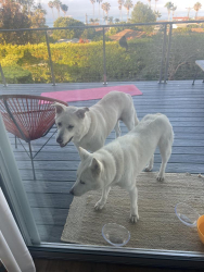 Found/Stray Unknown Dog last seen Lower South Shores, San Pedro, Los Angeles, CA 90732
