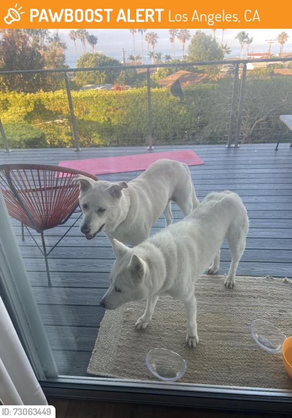 Found/Stray Unknown Dog last seen Lower South Shores, San Pedro, Los Angeles, CA 90732