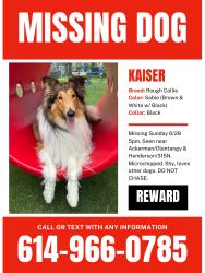 Lost Male Dog last seen Henderson and 315NB, Columbus, OH 43220