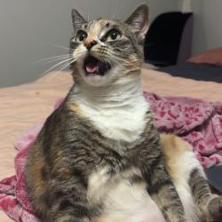 Shelter Stray Female Cat last seen , Animal Care & Control Team of Philly, 111 W Hunting Park Ave, Philadelphia, PA 19140, USA