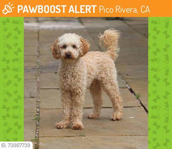 Found/Stray Female Dog last seen Rose Hills and San Gabriel River Parkway, Pico Rivera, CA 90601