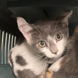 Shelter Stray Female Cat last seen , Animal Care & Control Team of Philly, 111 W Hunting Park Ave, Philadelphia, PA 19140, USA