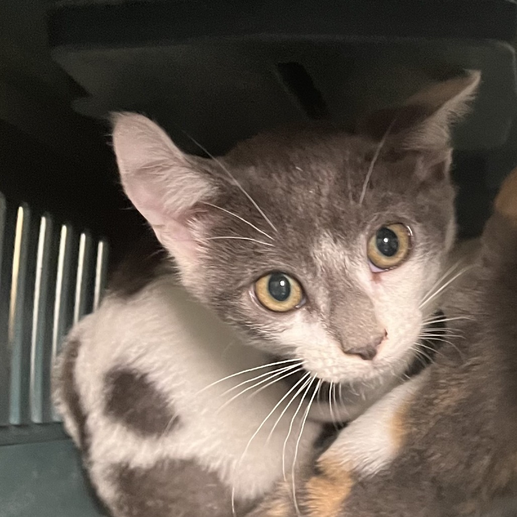 Shelter Stray Female Cat last seen , Animal Care & Control Team of Philly, 111 W Hunting Park Ave, Philadelphia, PA 19140, USA