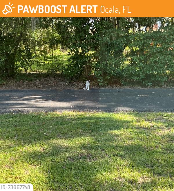 Found/Stray Male Cat last seen 36th and Ft King Street, Ocala, FL 34471