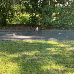 Found/Stray Male Cat last seen 36th and Ft King Street, Ocala, FL 34471
