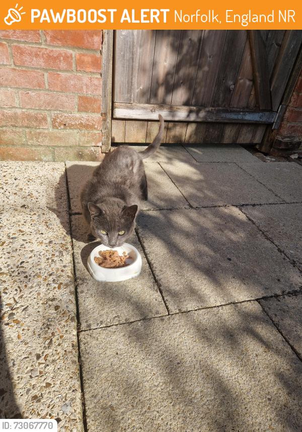 Found/Stray Female Cat last seen Behind spiceland, Norfolk, England NR2