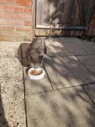 Found/Stray Female Cat last seen Behind spiceland, Norfolk, England NR2