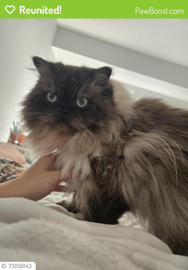 Reunited Male Cat last seen Downtown Herndon, Herndon, VA 20170