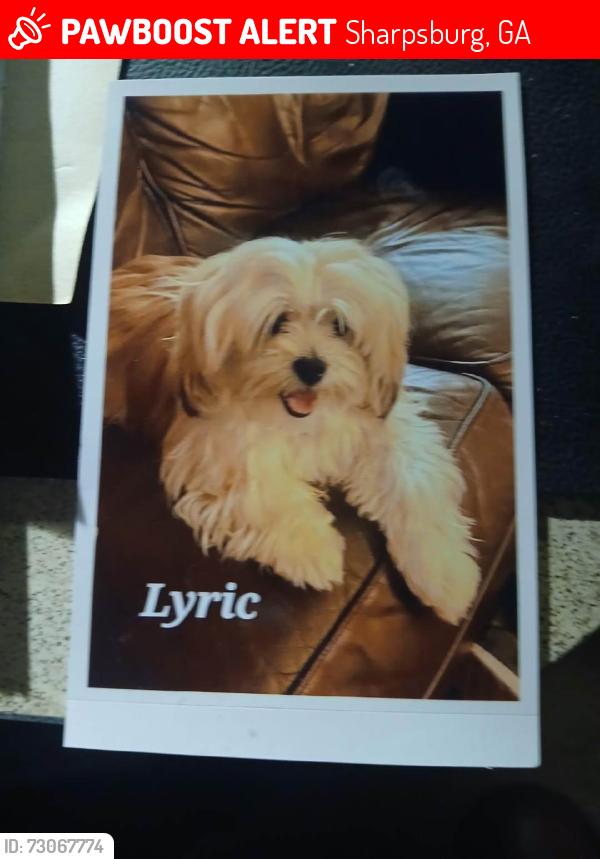 Lost Male Dog last seen Old town sharpsburg, Sharpsburg, GA 30277