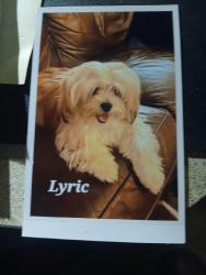 Lost Male Dog last seen Old town sharpsburg, Sharpsburg, GA 30277