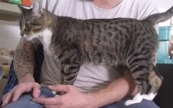 Reunited Male Cat last seen Chablis Drive, Liberty Township, OH 45011