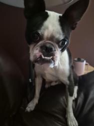Found/Stray Male Dog last seen Evergreen, n Whitney, St. Augustine, FL 32085
