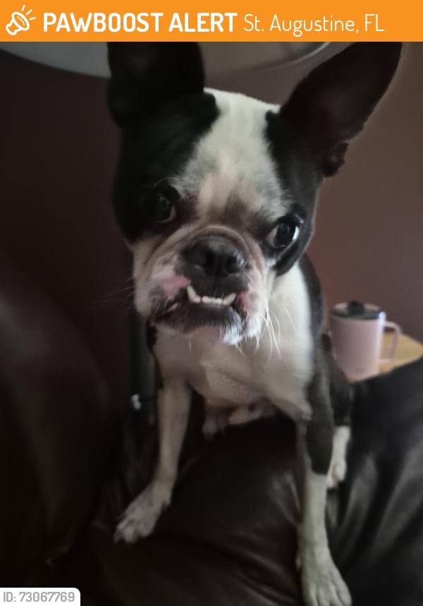 Found/Stray Male Dog last seen Evergreen, n Whitney, St. Augustine, FL 32085