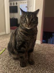 Lost Male Cat last seen W Poplar St, Boise, ID 83704