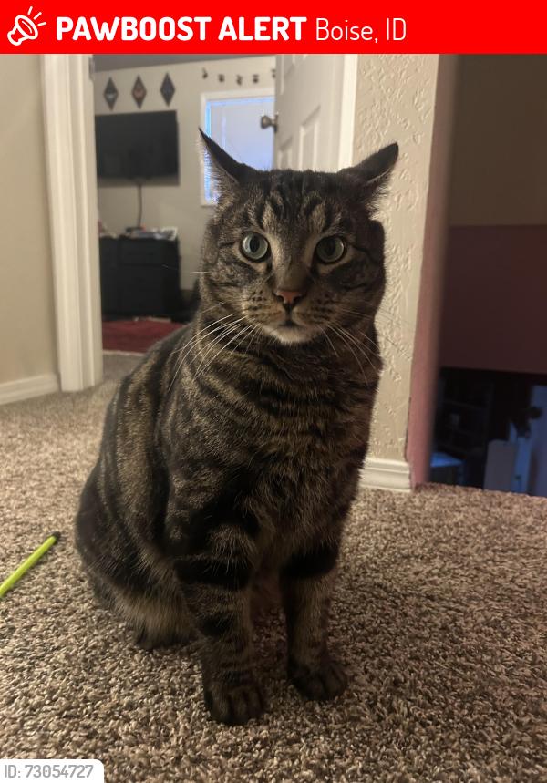 Lost Male Cat last seen W Poplar St, Boise, ID 83704