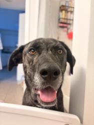 Found/Stray Female Dog last seen Bagdad highway, Milton, FL 32570