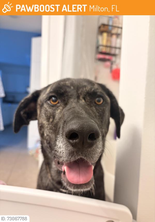 Found/Stray Female Dog last seen Bagdad highway, Milton, FL 32570