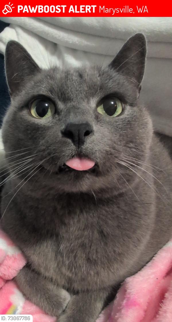 Lost Female Cat last seen Northpointe Park, Marysville, WA 98270