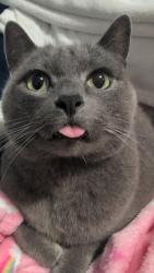 Lost Female Cat last seen Northpointe Park, Marysville, WA 98270