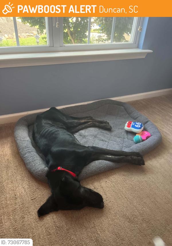 Found/Stray Female Dog last seen Rogers Mill, Duncan, SC 29334
