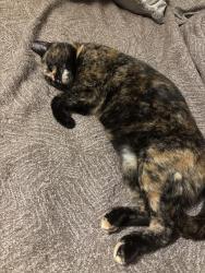 Lost Female Cat last seen Bunnel and Bear Lake Road, Forest City, FL 32703
