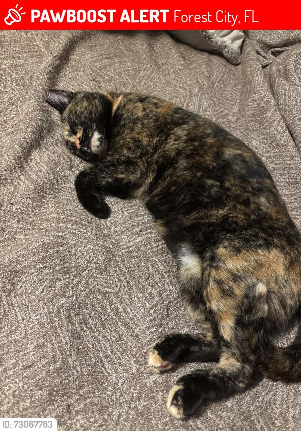 Lost Female Cat last seen Bunnel and Bear Lake Road, Forest City, FL 32703