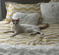 Lost Male Cat last seen Laurel brook ct, and Ramble creek, Riverview, FL 33602